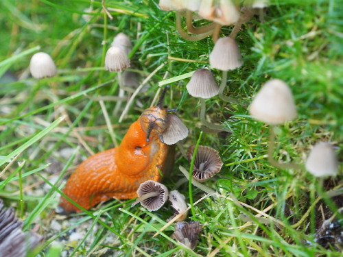 arcticarthropod:shroomlings:Nom nom nom….Have a cozy fall...