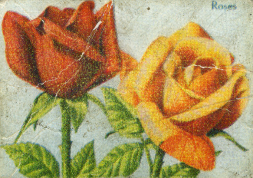 Roses - The Aphrodite Matches Co. Ltd. - Established 1963 -...