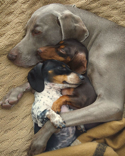 awesome-picz:Two Dogs Get A New Puppy And Now They’re The...