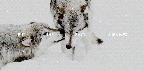 when the snow falls and the wind blows the lone wolf dies but the pack survives. - Page 2 Tumblr_p19852bn651qibdlco3_500