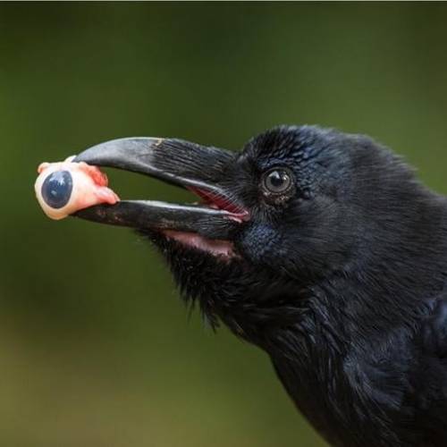 nature wildlife raven eye