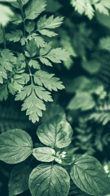green leaves wallpaper  Tumblr
