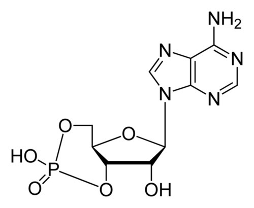 non cyclic amp molecule