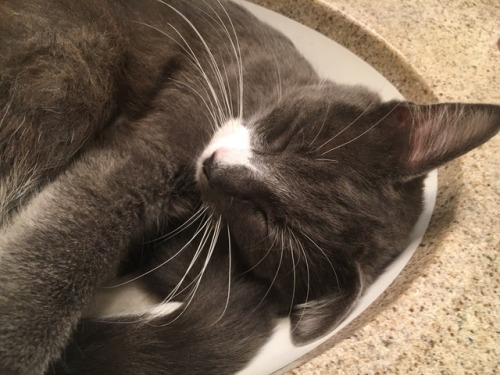 charmantecats
