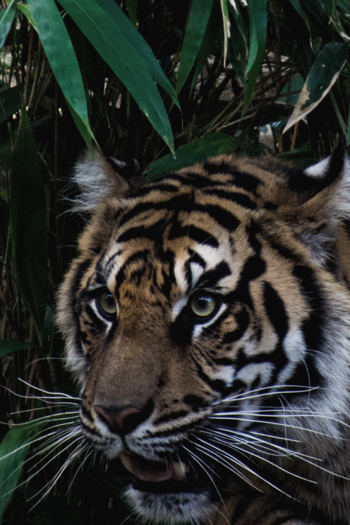 earth-dream:Eye of the Tiger