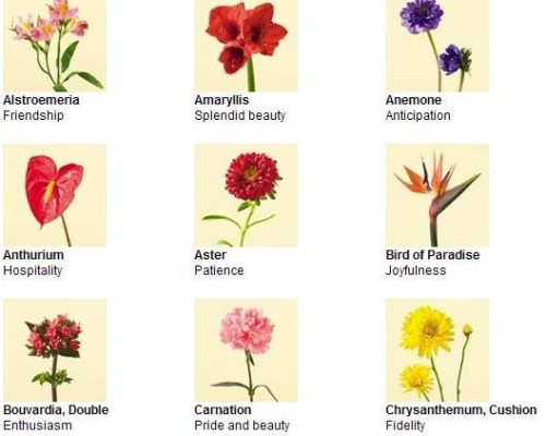 Flower Meanings Chart
