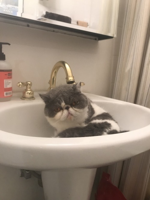 fitzroythecat