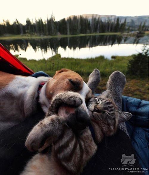 catsofinstagram:From @henrythecoloradodog: “Cuddle puddle”...