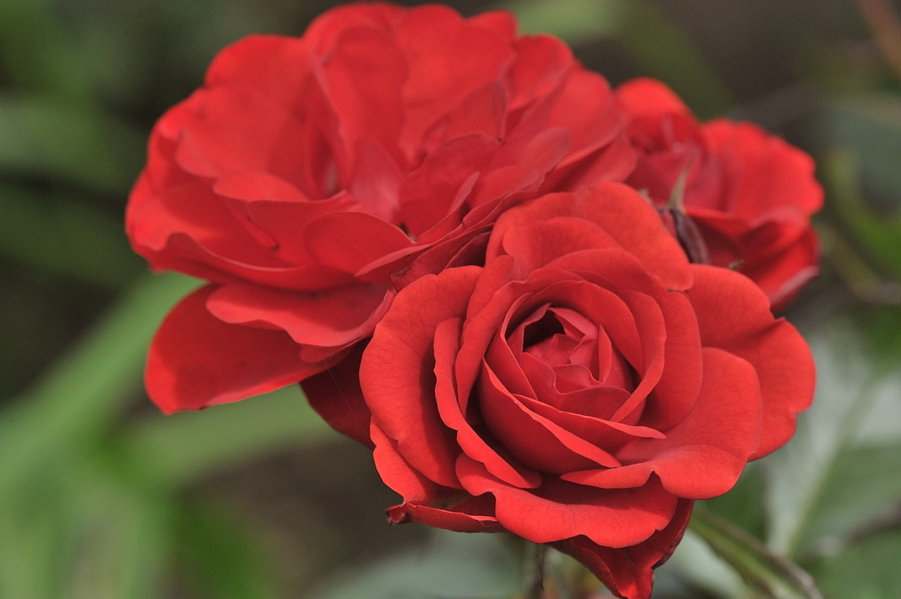 Monsitephotos Roses Rouges La Rose Rouge Dans Le Langage