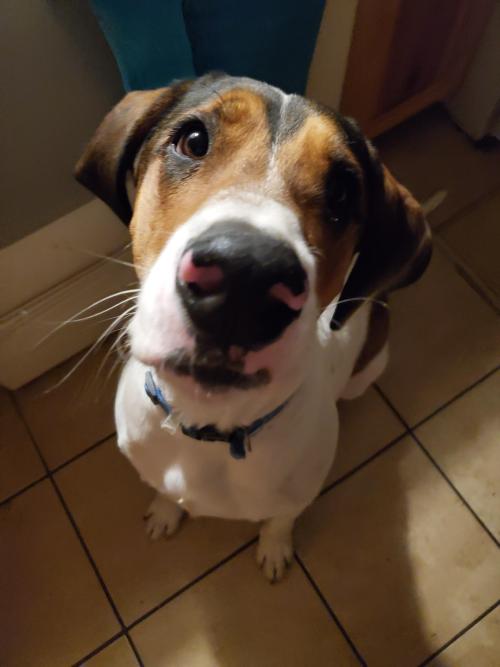 onlygooddogs