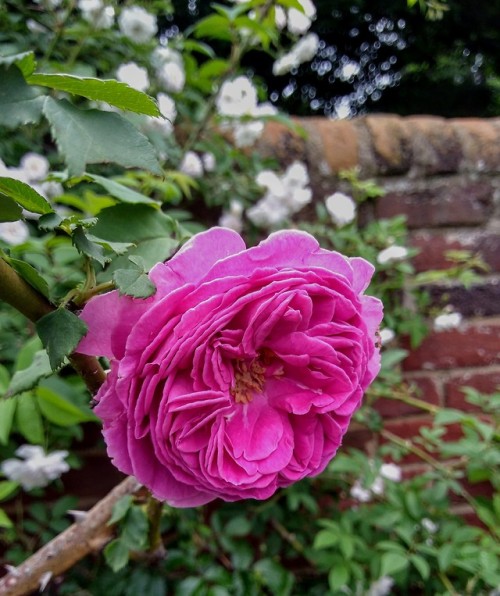 Amazing roses and lots of sniffing at the Lynchburg Va Old City...