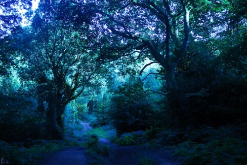 Transylvanian Forest