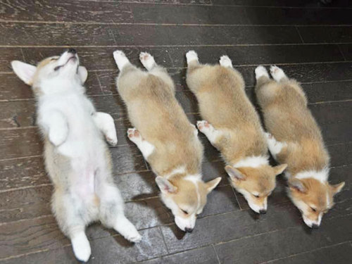 awesome-picz:Puppies That Can Sleep Anywhere And Anytime