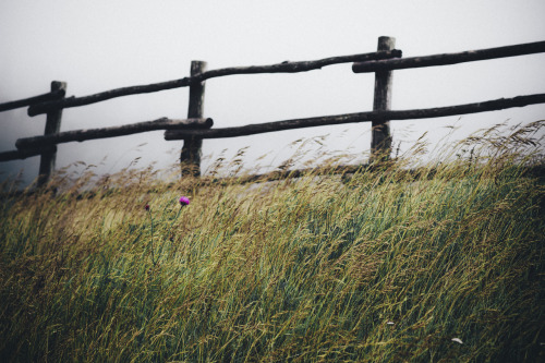 elenamorelli:{ a song of grass and trees and clouds }