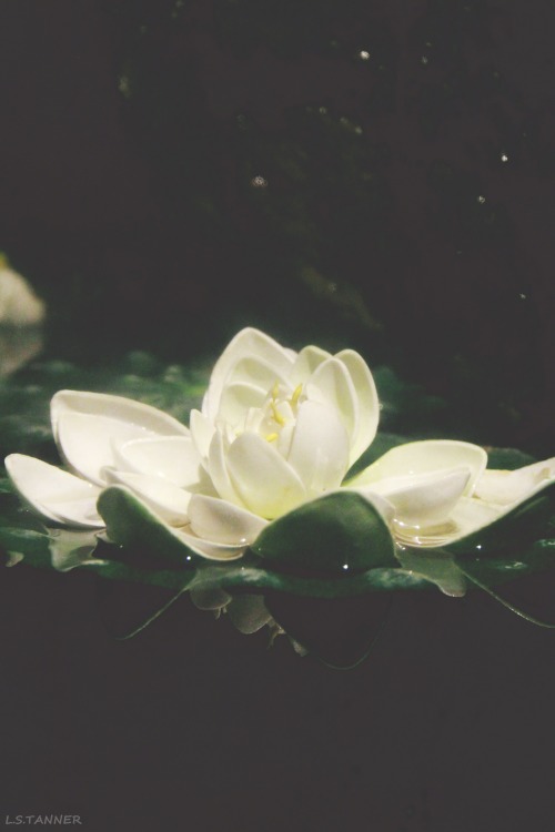 nature flowers lily water lily bristol aquarium canon canon 60d original photography photographers on tumblr