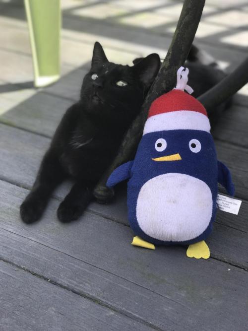 catasters