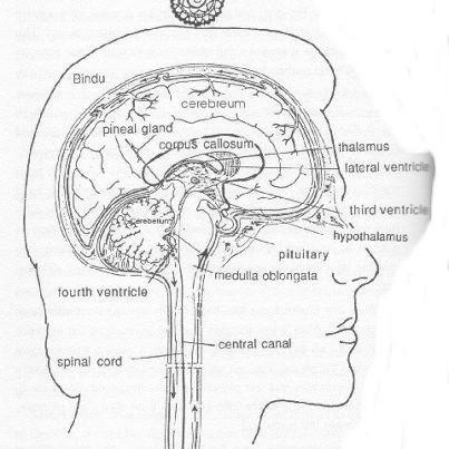 Pineal Secrets: Pineal gland is the true master... at METANOIA-WORLD