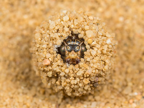 bowelflies:antlion pupation is so fucking good to look at and...