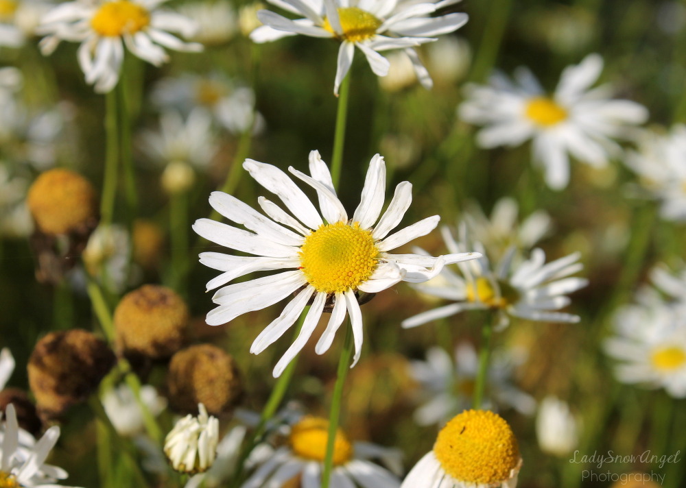 Daisies 3 By LadySnowAngel Society6 Tumblr LadySnowAngel   Tumblr Ovj6ggooXf1tqsa73o1 1280 