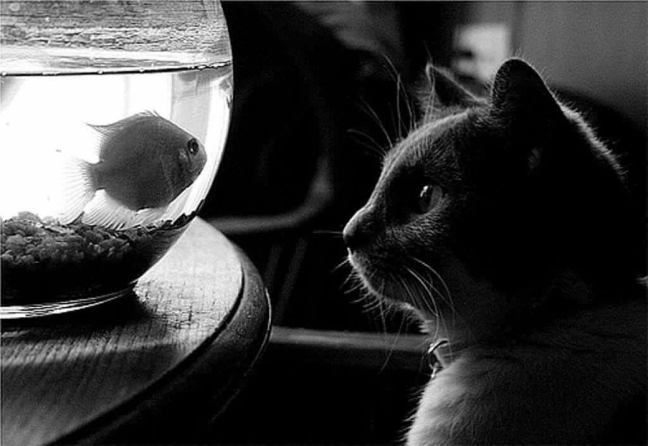Рыбки для кошек черно белые