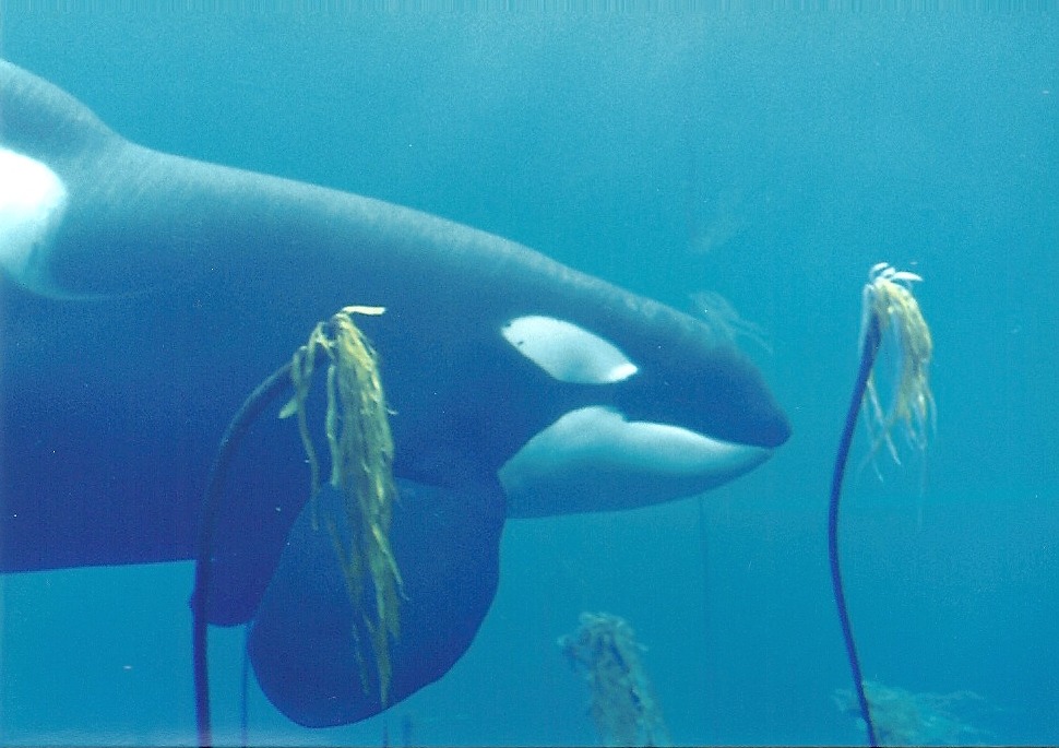 theincredibleorca:
“king-lobo:
“ Keiko at the Oregon Coast Aquarium - 1998 (Pictures are mine, please do not remove caption.)
”
Keiko! My favorite!
”