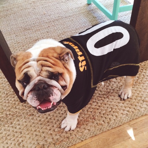 Steelers dog  Tumblr