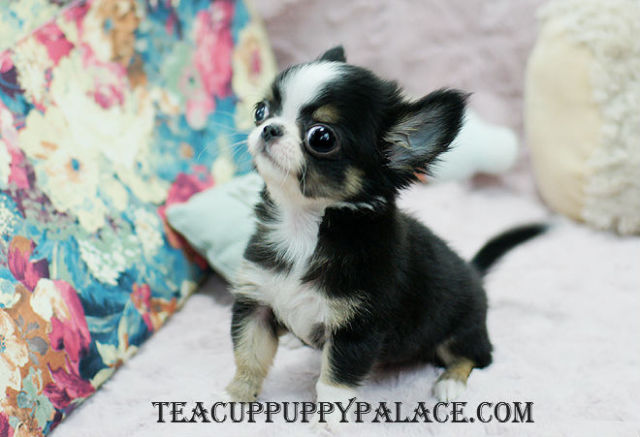 teacup micro chihuahua