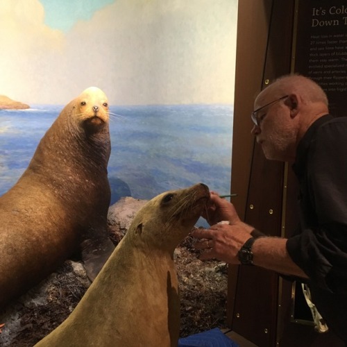 The California Sea Lion is finally in her diorama at the Santa...