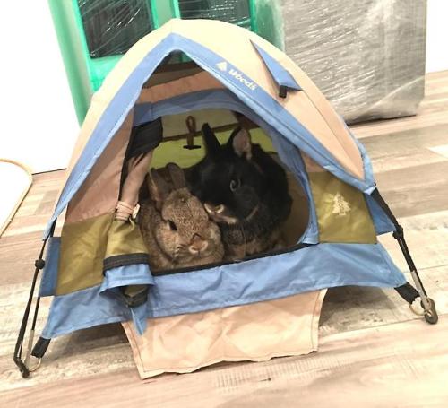 bunsxbunsxbuns:Sesame and Mochi are going camping