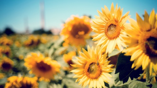 Sun flowers