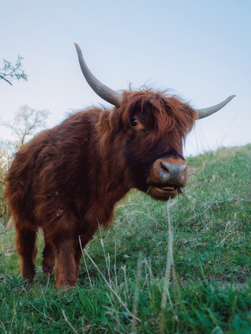 klaascows