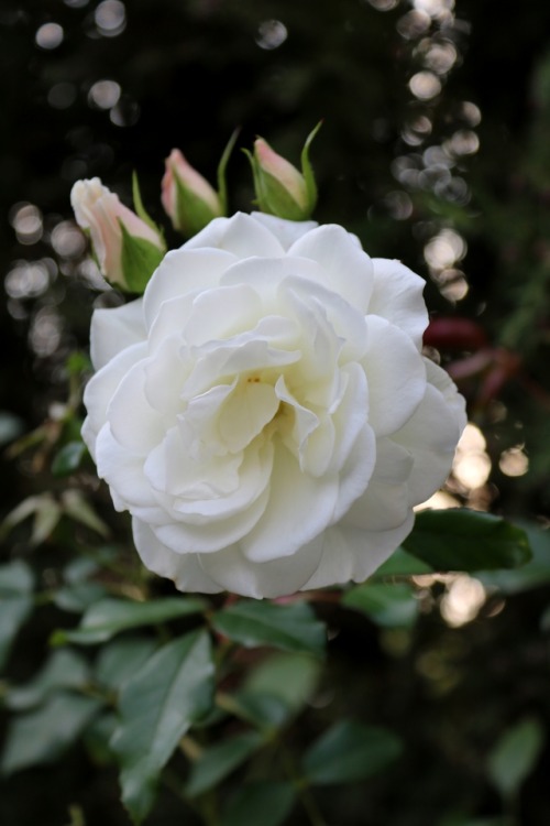 boschintegral-photo:White Rose