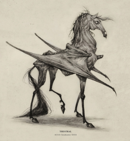 Thestral M.O.M. Classification XXXXThestrals are by far my...