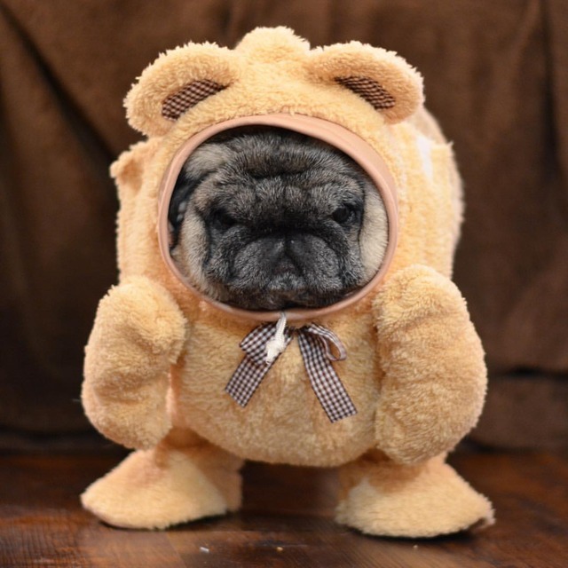 pug puppy teddy