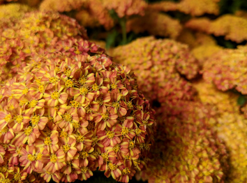 regnum-plantae:Achillea millefolium ‘Desert Eve Terracotta’,...