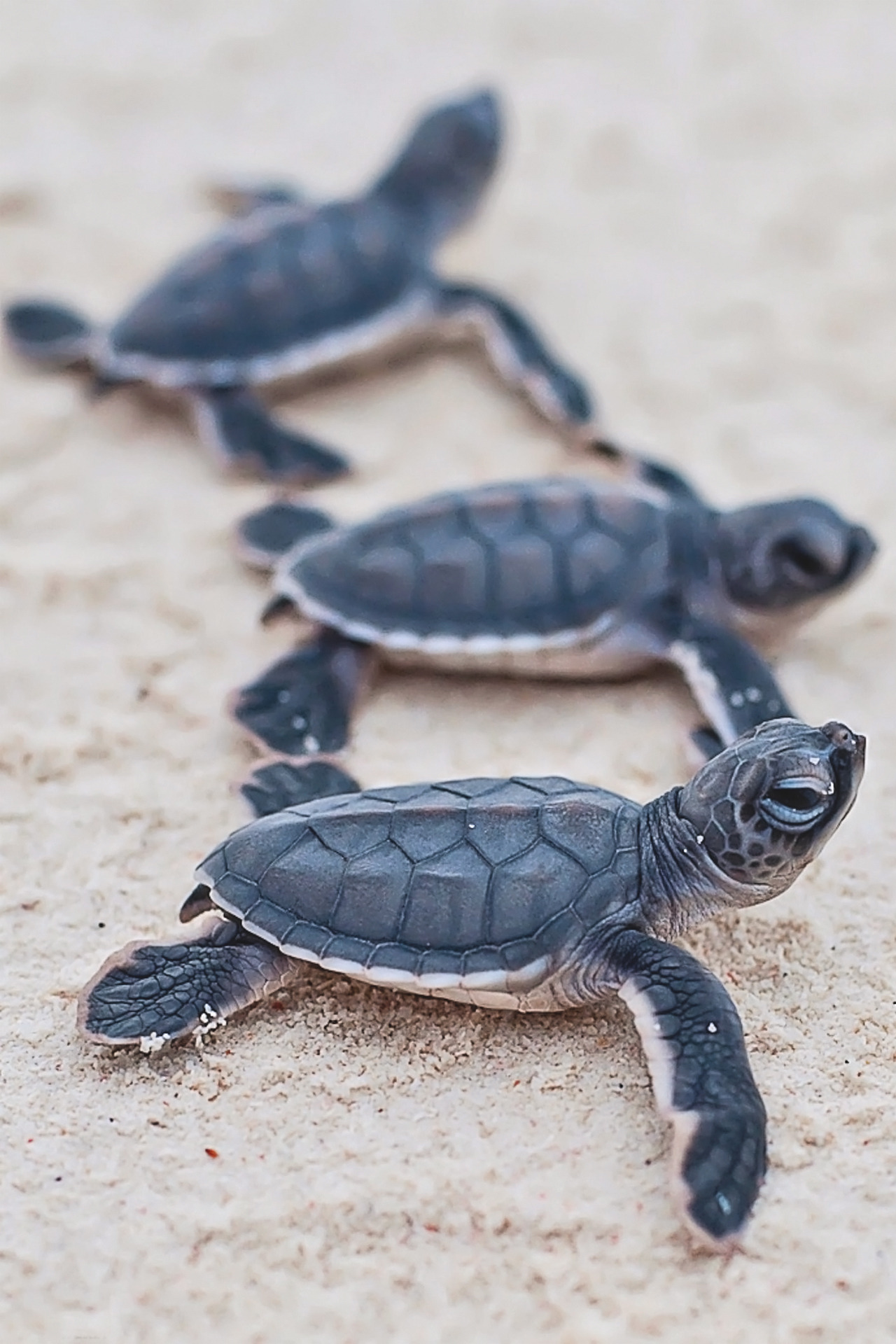 Turtle Wallpaper Tumblr Turtle Wallpaper Tumblr
