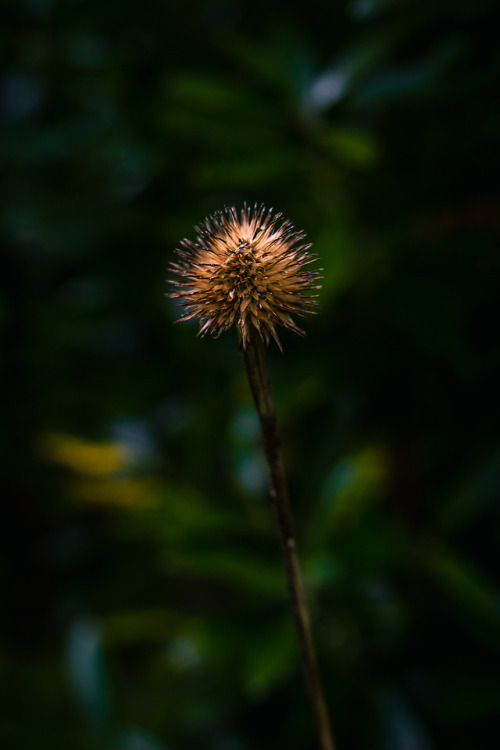 greysonrose:Sony A7 + Albinar ADG Macro © Greyson...