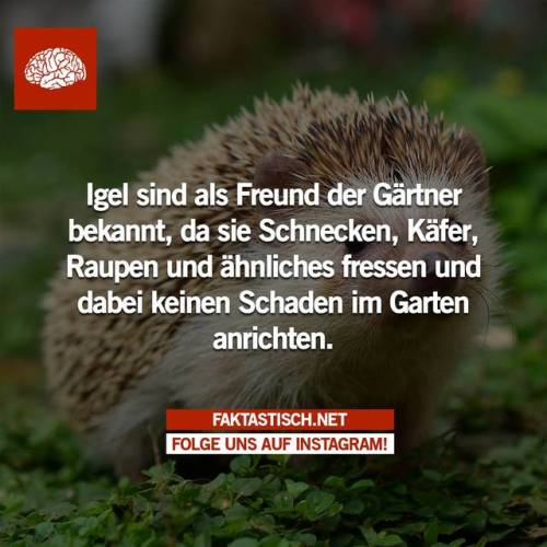 igel on Tumblr