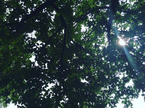 Canopy #joshadventures (at Brooklyn Botanic Garden)