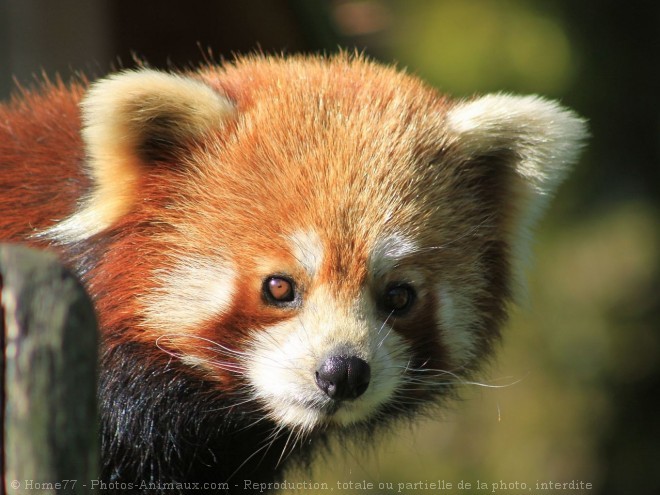 Aidons Les Pandas  Roux   Anecdote Le panda  roux  poss de 