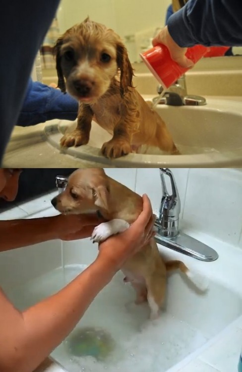 wewewe-soexcited:A compilation of puppies first bath photos…...