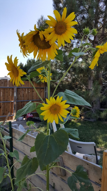 This year’s sunflowers