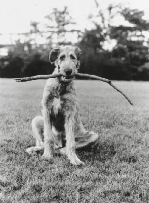 kvetchlandia:Elliott Erwitt     Dog with Stick, New Jersey   ...