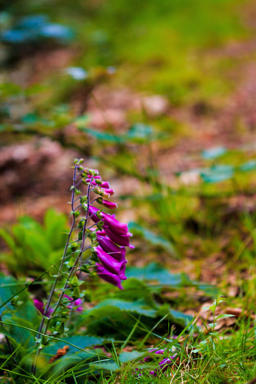 nature-hiking:Common Foxgloves - Haute Route Pyreneenne, July...