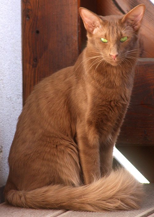 58 HQ Images Oriental Longhair Cat Breeders Uk - Oriental Longhair Siamese Results 2015