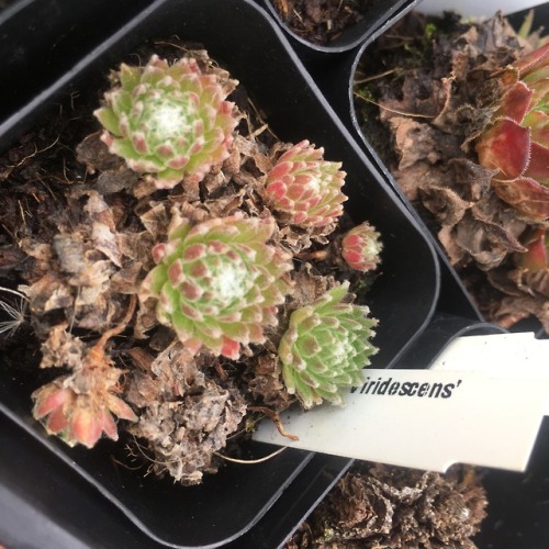 biomatterplants:sempervium viridescens, 11/3/17