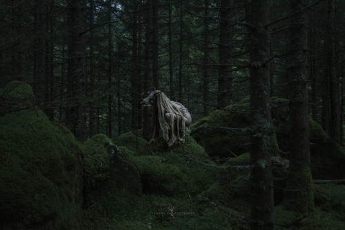 rottedghoul:ysambre-fauntography:Dead nymphs ~ © Ysambre...