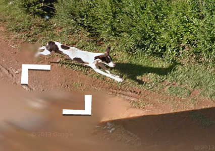 foxfamilyfeatures:it seems like this dog chased the google...