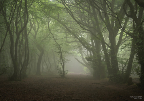 forestmist:By Karl Vaughan