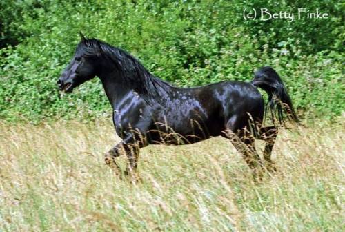 SPORTIN LIFE(Brimstone x Asallah al Khrush)1980 Black...